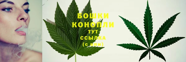 сатива Нефтекумск